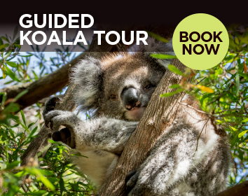 Guided Koala Tour