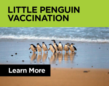 Little penguin vaccination
