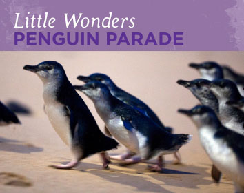 Penguin Parade