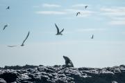 Seal Cruise
