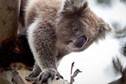 Koala Conservation Reserve