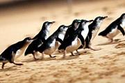 Penguin Parade