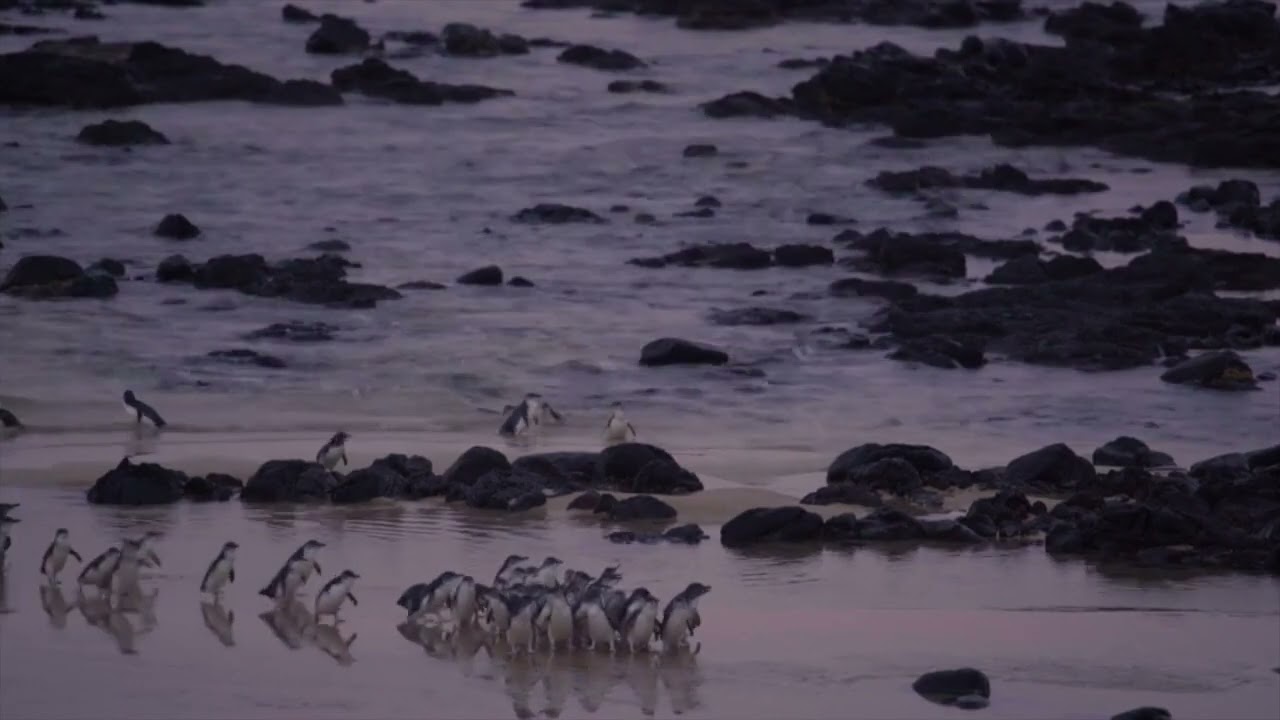 Penguin Parade General Viewing on Phillip Island