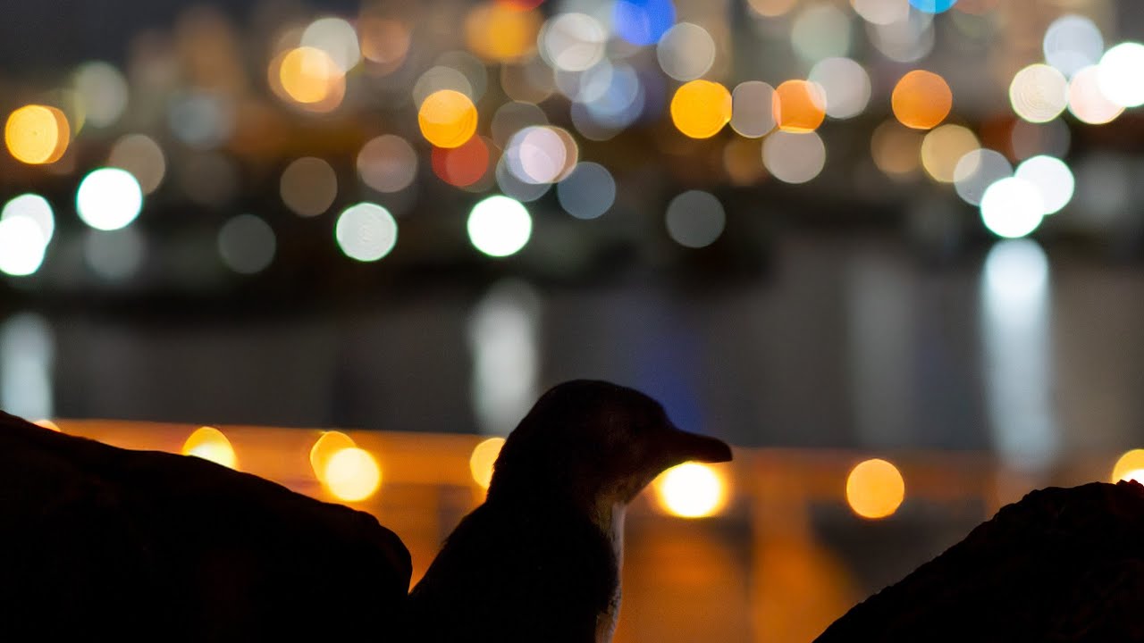 St Kilda Penguins